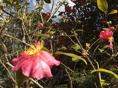 Camellia Garden
