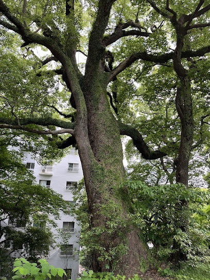 福岡城跡の森
