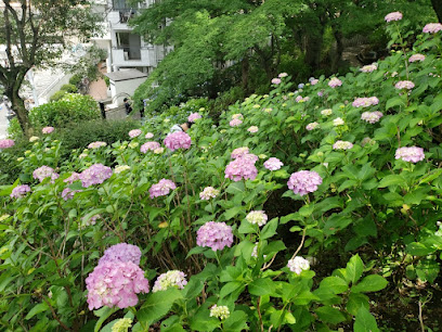 Hydrangea Garden