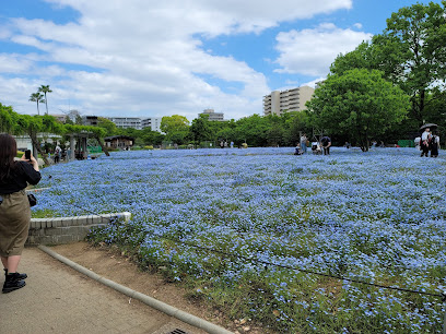 Nemophila Garden