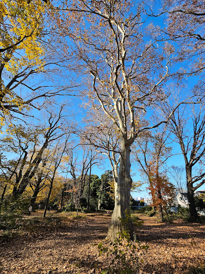 Sycamore
