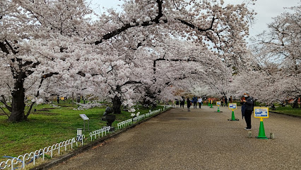 Cherry Garden