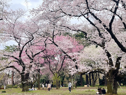 Shinjuku Gyoen Cherry Tree Area