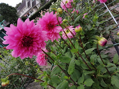 町田ダリア園