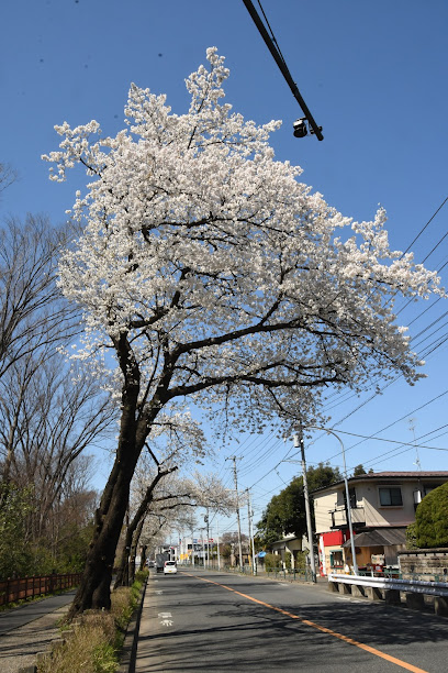 名勝 小金井櫻
