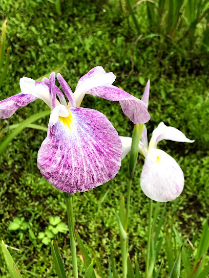 菖蒲田