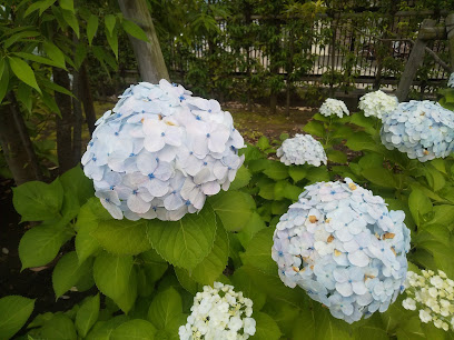 Hydrangea Road