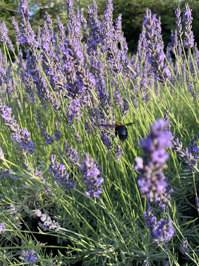 Chariti Herb Garden