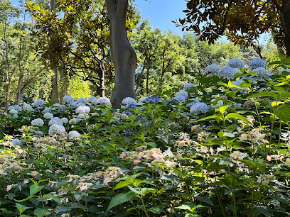 Shinjuku Central Park Hydrangea Road