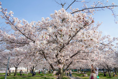 Sakura Field