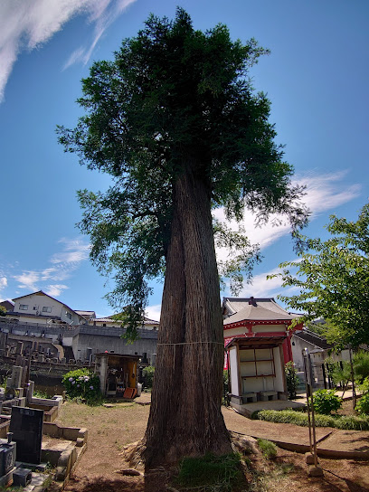 瑠璃光寺のカヤ