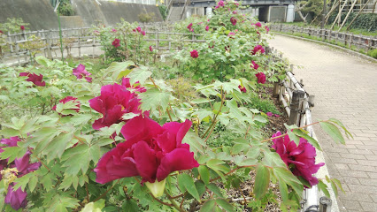 Peony Garden 牡丹園