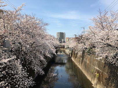 Shakuji River Green Road