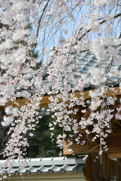 龍福寺の枝垂れ桜