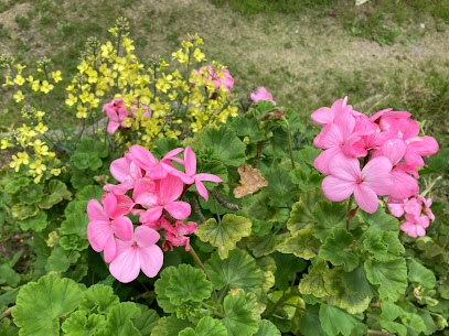 Evergreen Garden