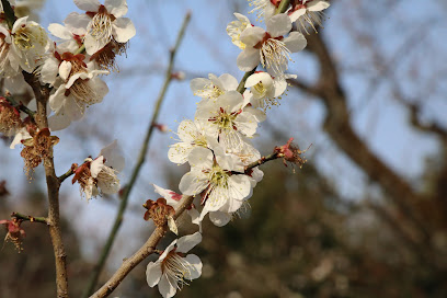 Peach Grove