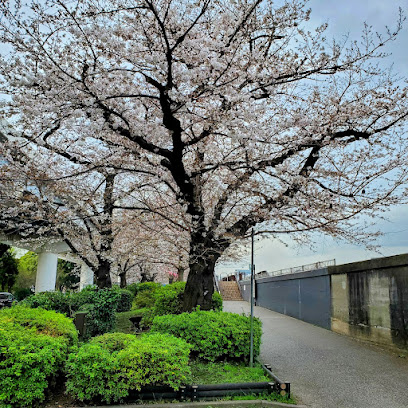 隅田公園 墨堤