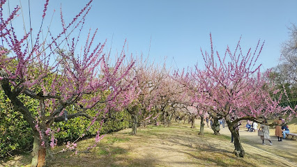Plum Grove