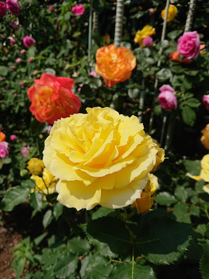 Hanamizuki Park