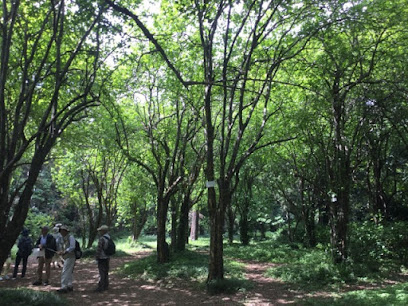 Handkerchief Trees