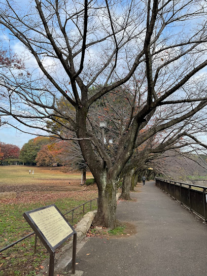 里帰りの桜
