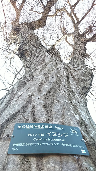 東久留米名木百選No.5イヌシデ