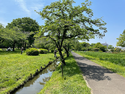 Aquatic Plant Garden
