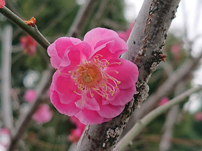 三角公園