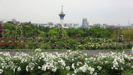 Rose Garden
