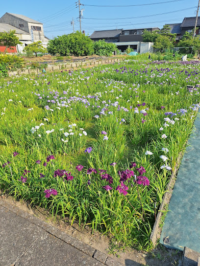 花菖蒲畑