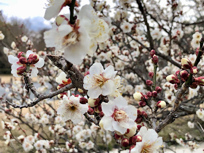 Plum Grove