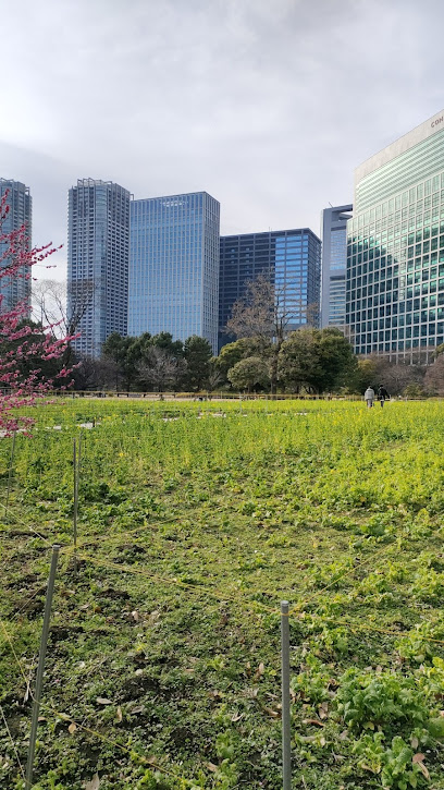 Flower Field