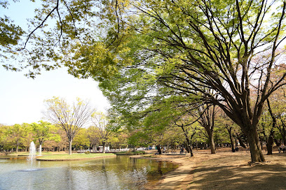 Five Zelkova Trees