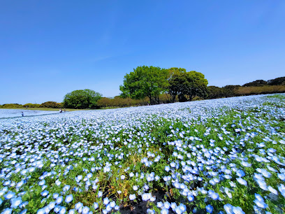 Flower Hill - Uminokamichi Seaside Park