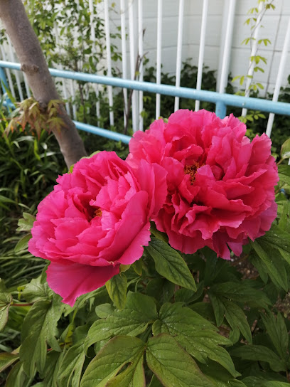 Mameguchidai Park