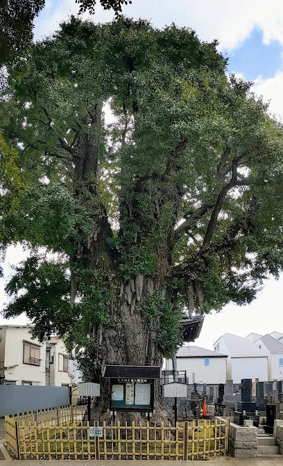 光福寺のイチョウ