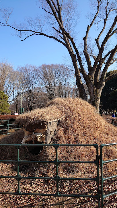 復元縄文住居