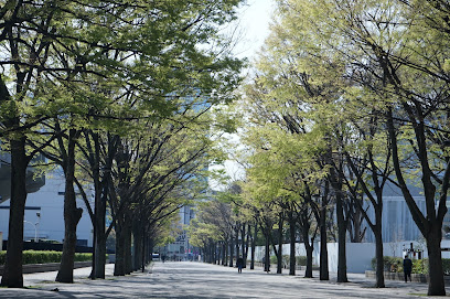 Yoyogi Park Zelkova Trees