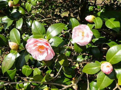 Camellia Garden