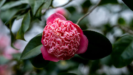 Camellia Woods