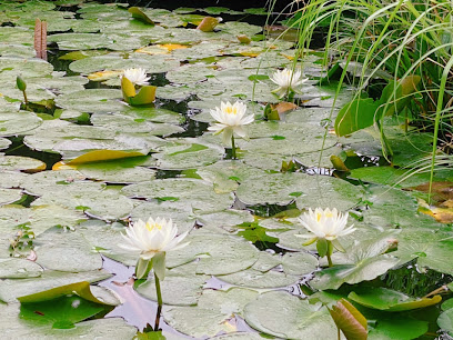 Aquatic Botanical Garden
