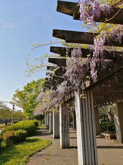 Wisteria