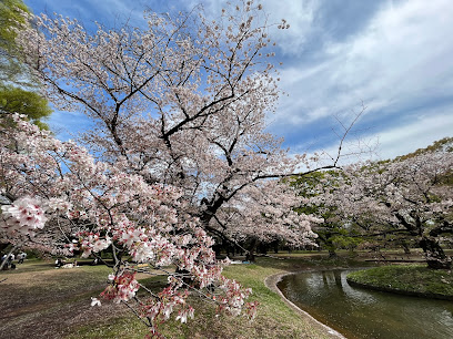 Cherry Blossoms Garden