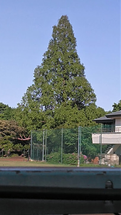 東久留米名木百選No.90メタセコイア