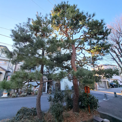要害の松