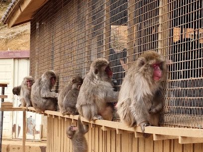 Arashiyama Monkey Park Iwatayama