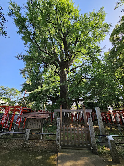 Ginkgo Tree at Kishimojin Temple