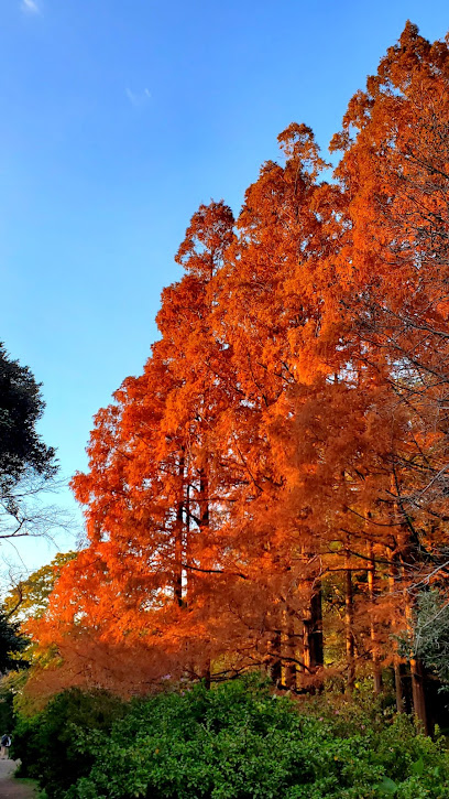 Metasequoia Trees