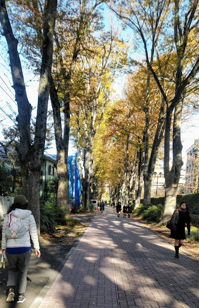 Zelkova Tree-Lined Boulevard in Seikei Gakuen Campus