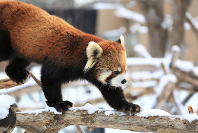 Sapporo City Maruyama Zoo